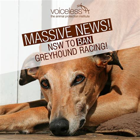 Greyhound racing banned in NSW: Mike Baird announces ban after spe.